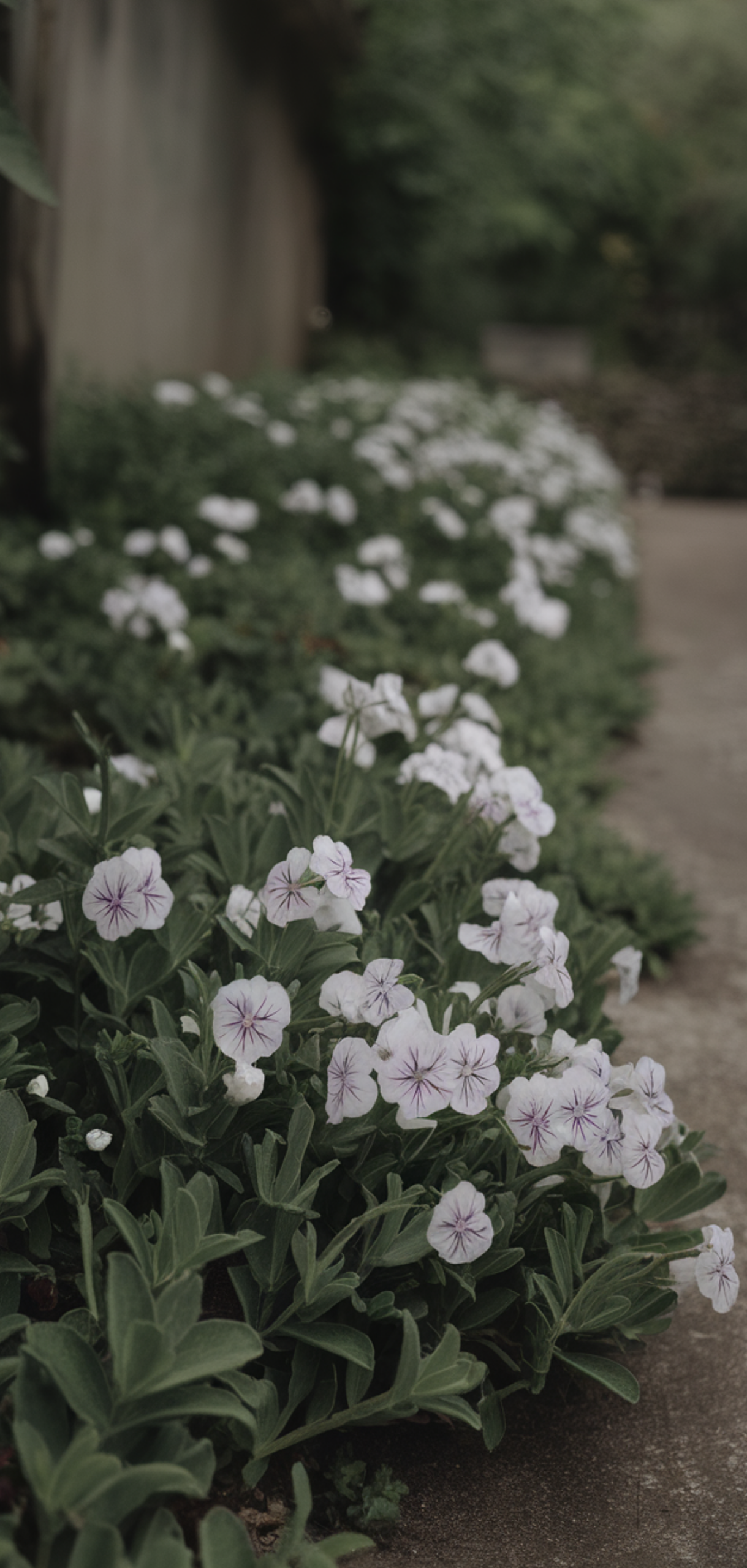 Best Ground Cover Plants for Shaded Areas