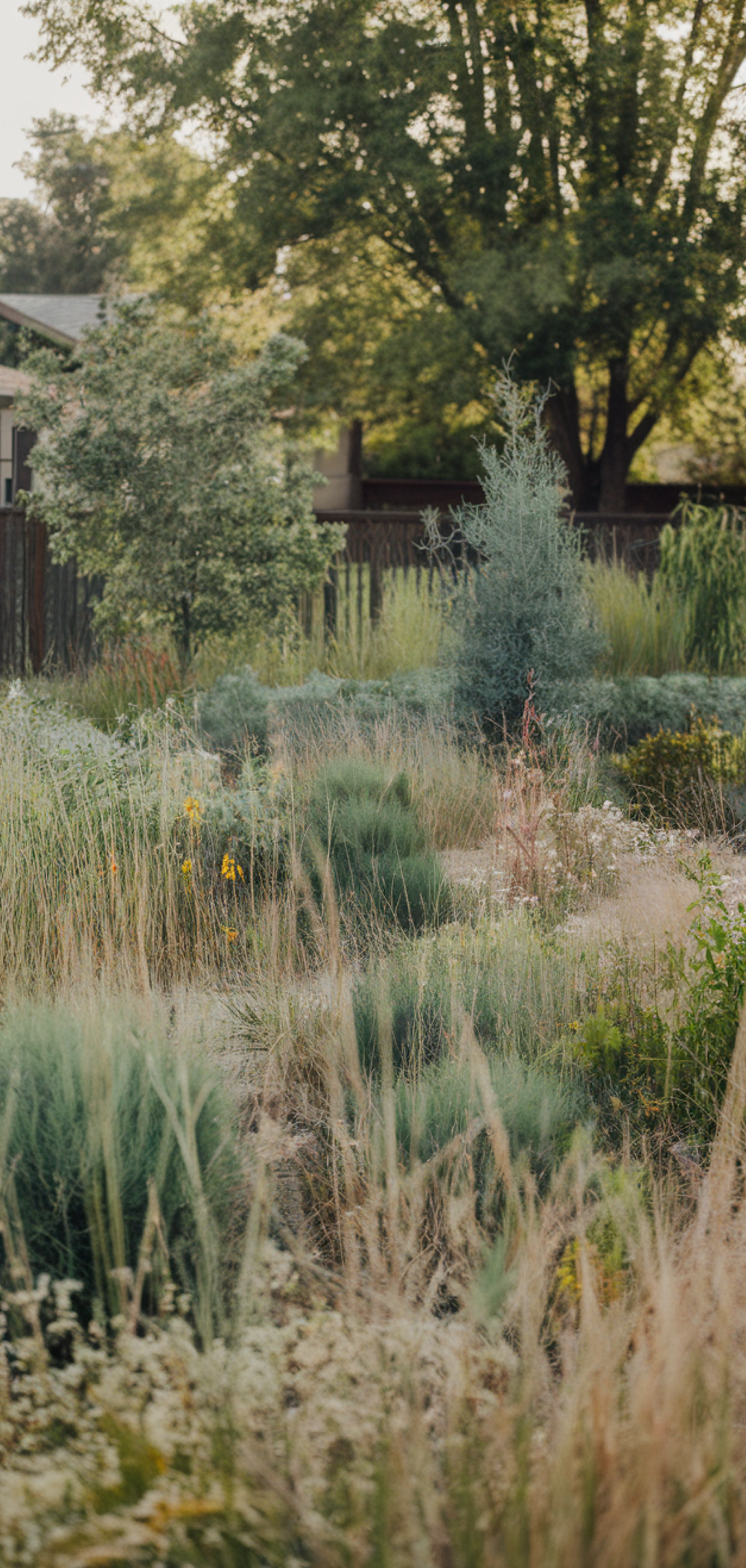 Ways to Landscape a Family Home Side Yard Without Breaking the Bank