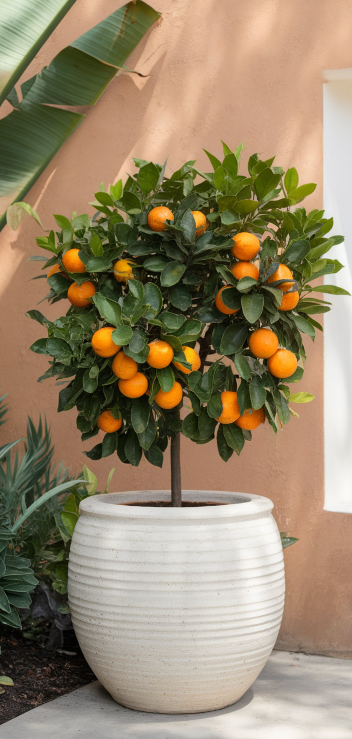 12 Inspiring Full Sun Container Ideas