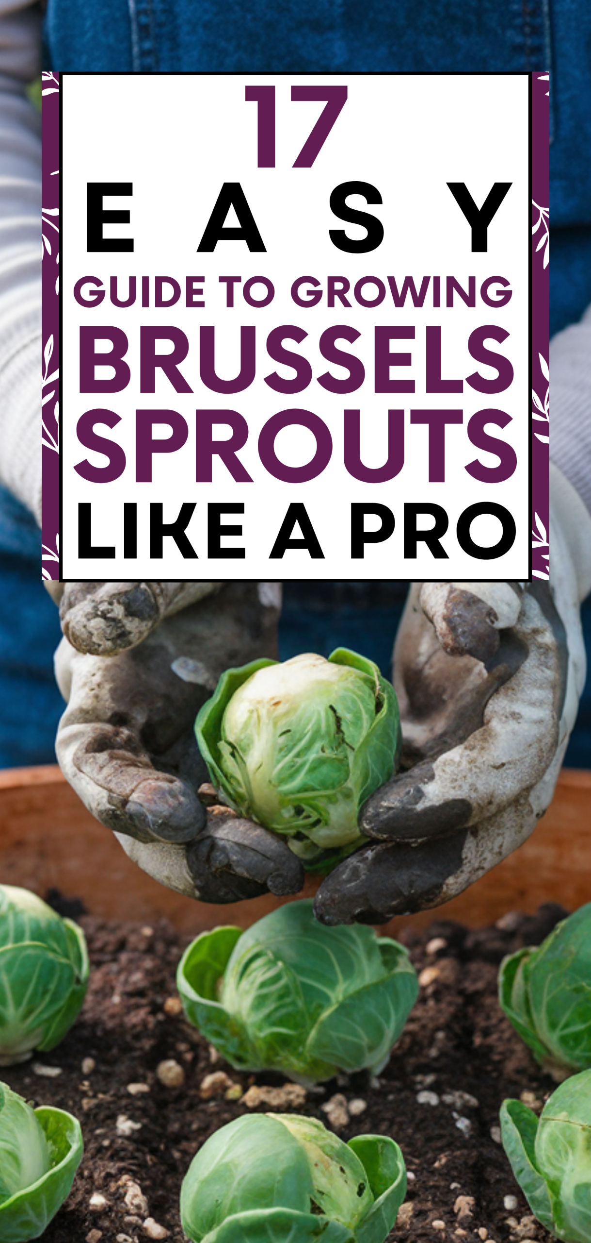17 Easy Guide to Growing Brussels Sprouts Like a Pro