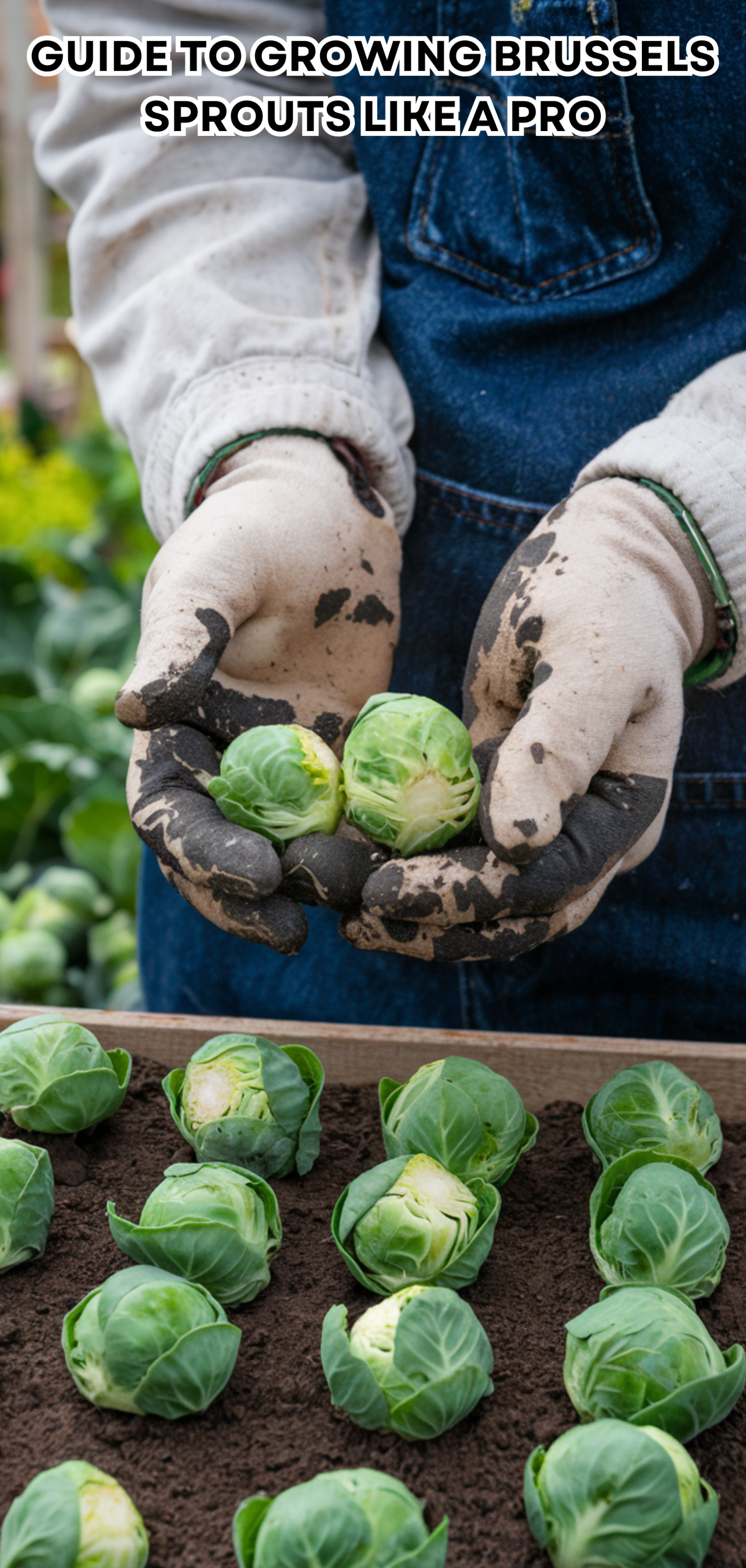 17 Easy Guide to Growing Brussels Sprouts Like a Pro