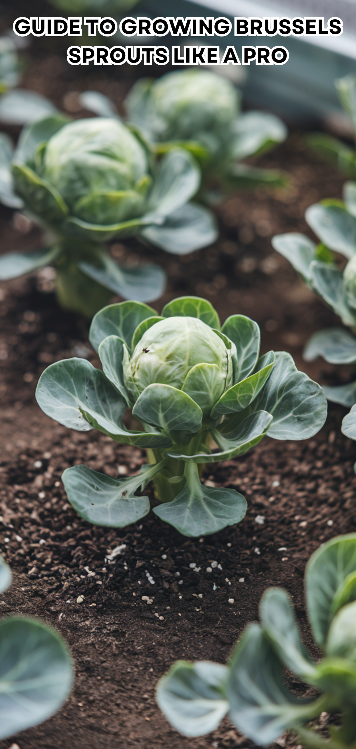 17 Easy Guide to Growing Brussels Sprouts Like a Pro