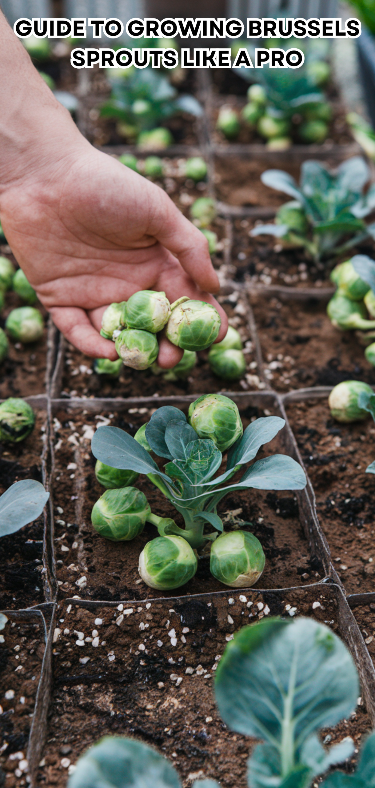 17 Easy Guide to Growing Brussels Sprouts Like a Pro