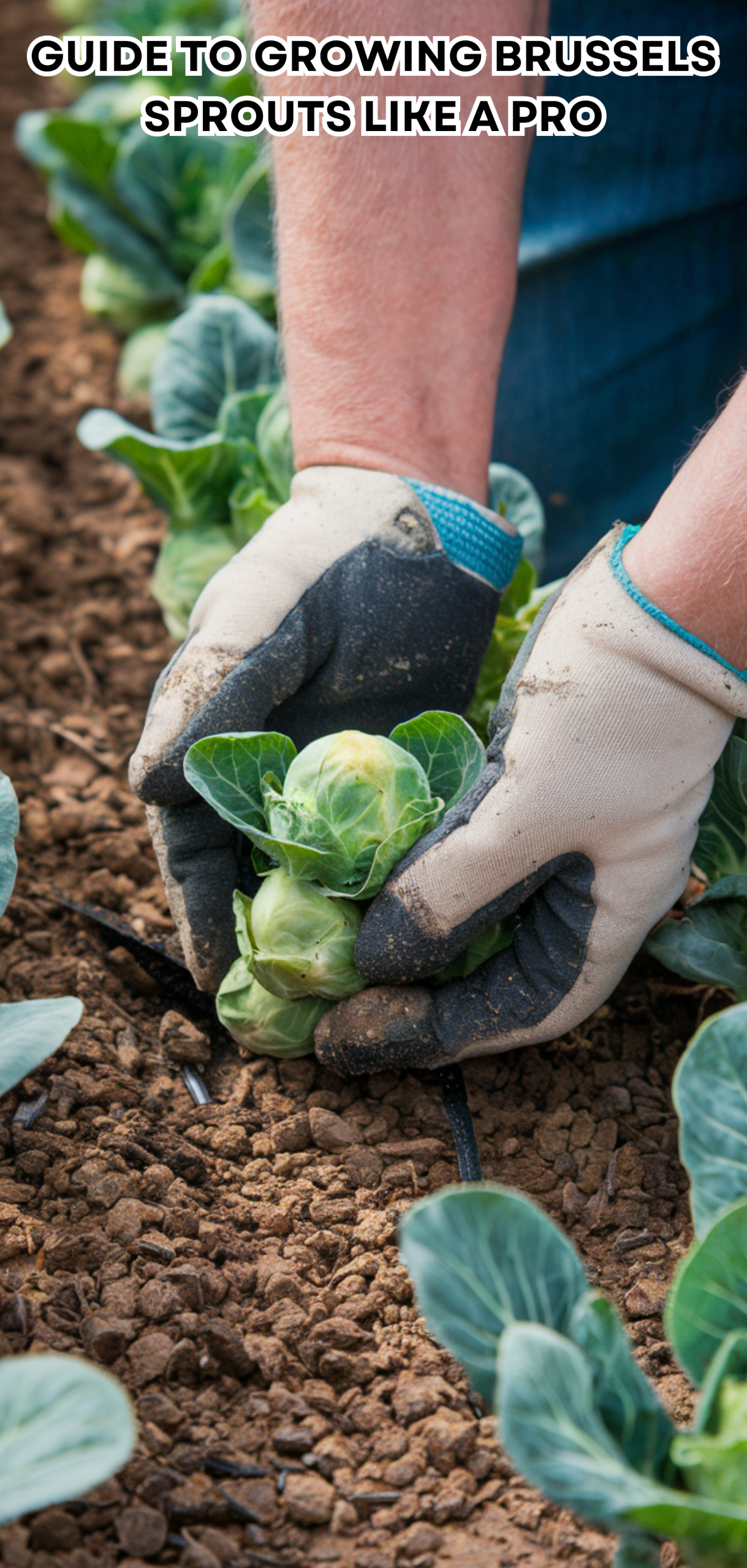 17 Easy Guide to Growing Brussels Sprouts Like a Pro