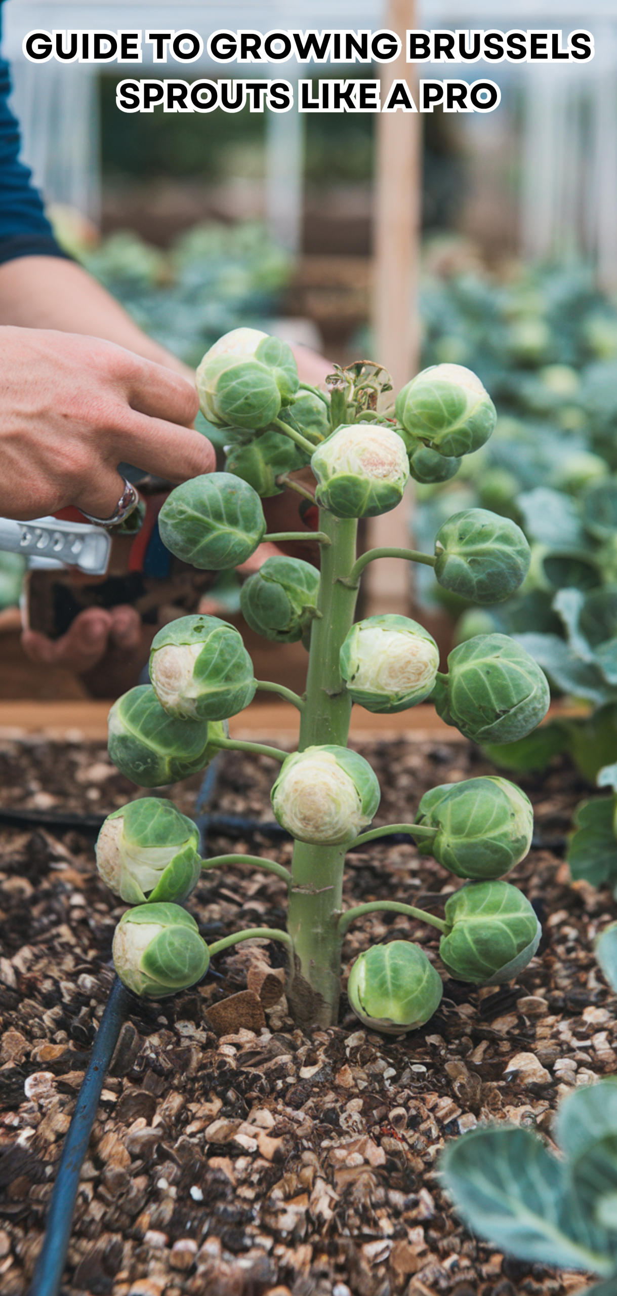 17 Easy Guide to Growing Brussels Sprouts Like a Pro