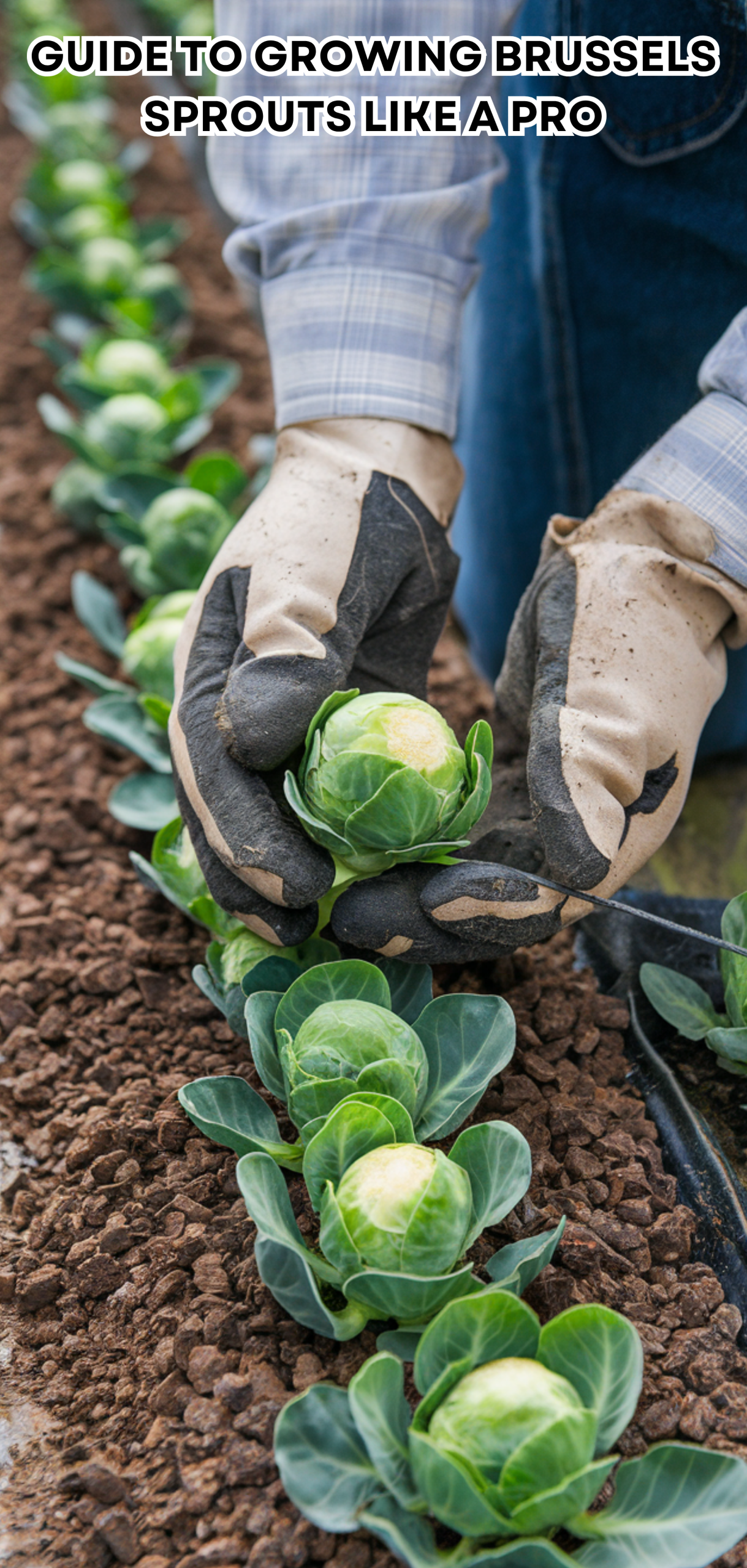 17 Easy Guide to Growing Brussels Sprouts Like a Pro