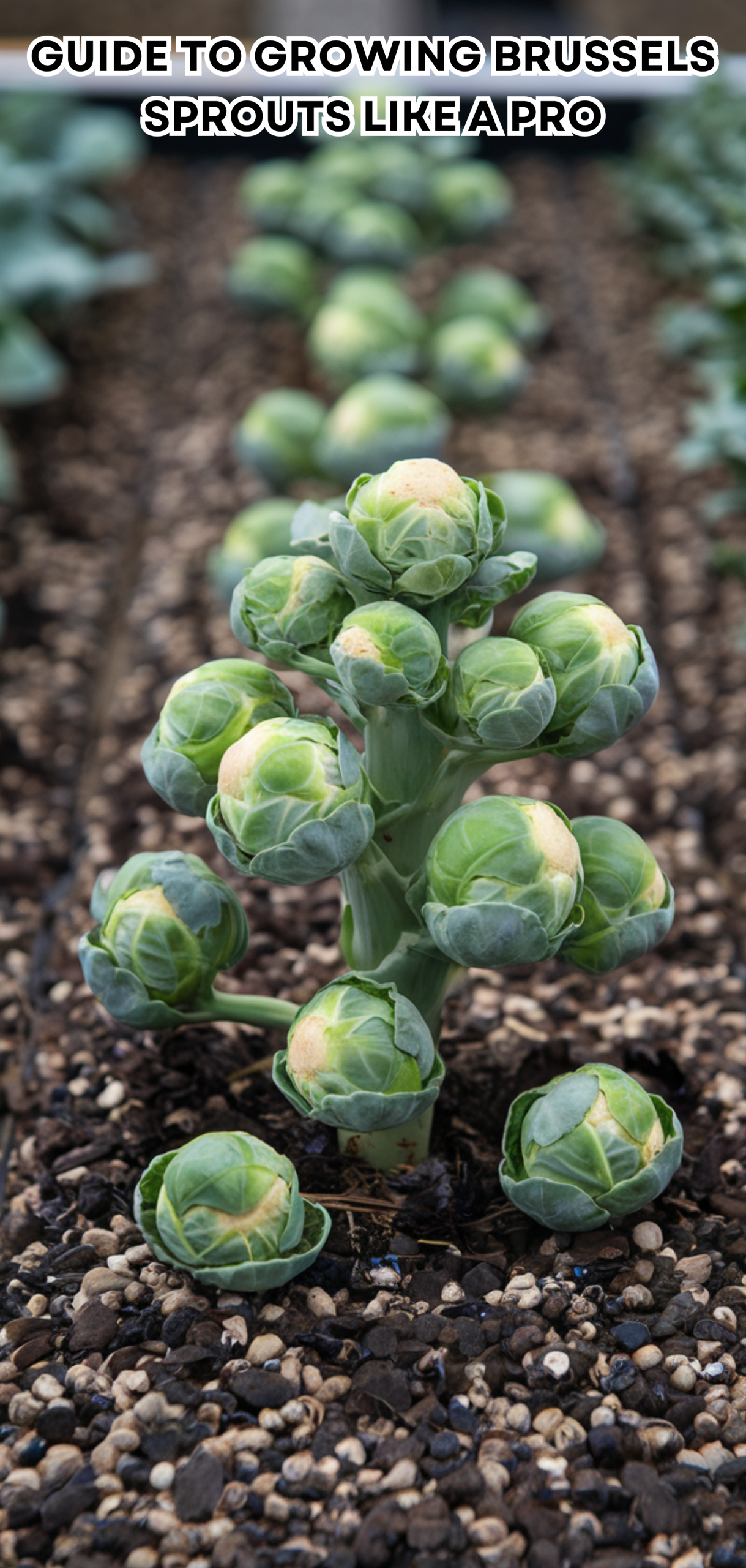 17 Easy Guide to Growing Brussels Sprouts Like a Pro
