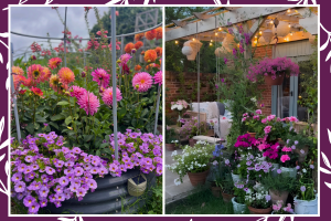 Cosmos and Zinnia Garden Ideas for a Yard That Feels Full All Summer