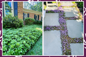 Hardy Ground Cover Plants for Clay Soil That Actually Survive