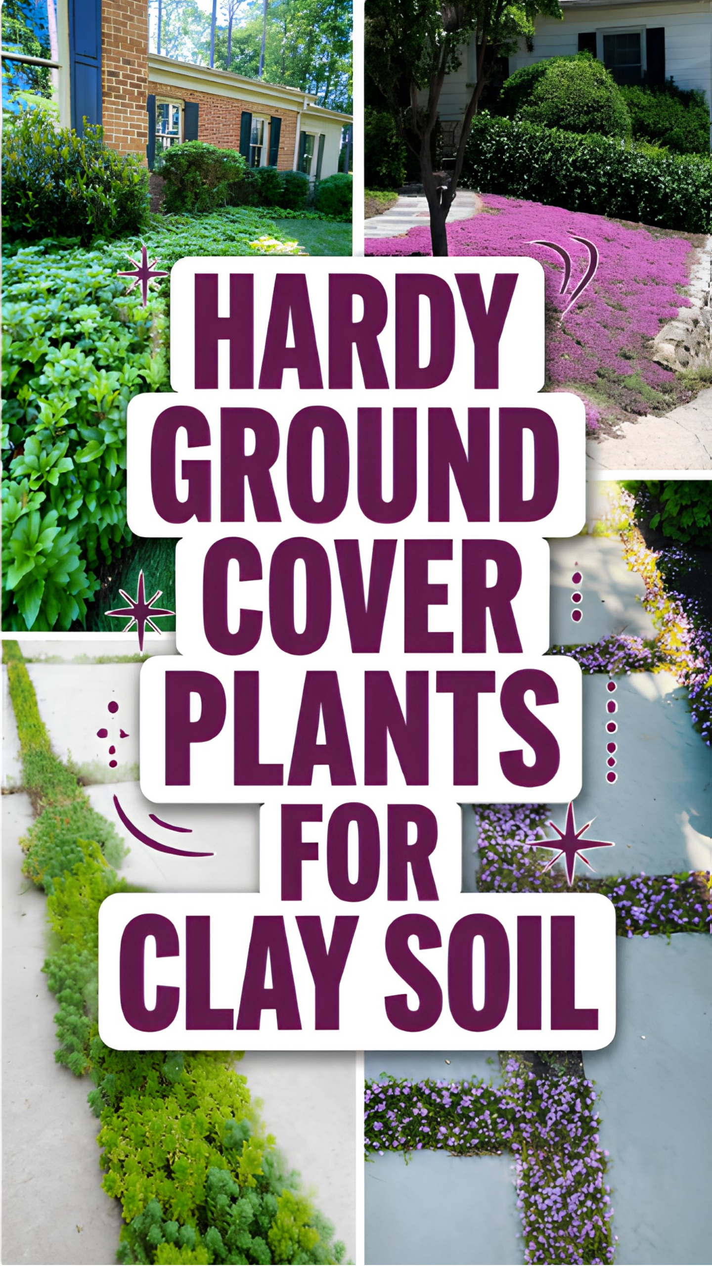 Hardy Ground Cover Plants for Clay Soil That Actually Survive